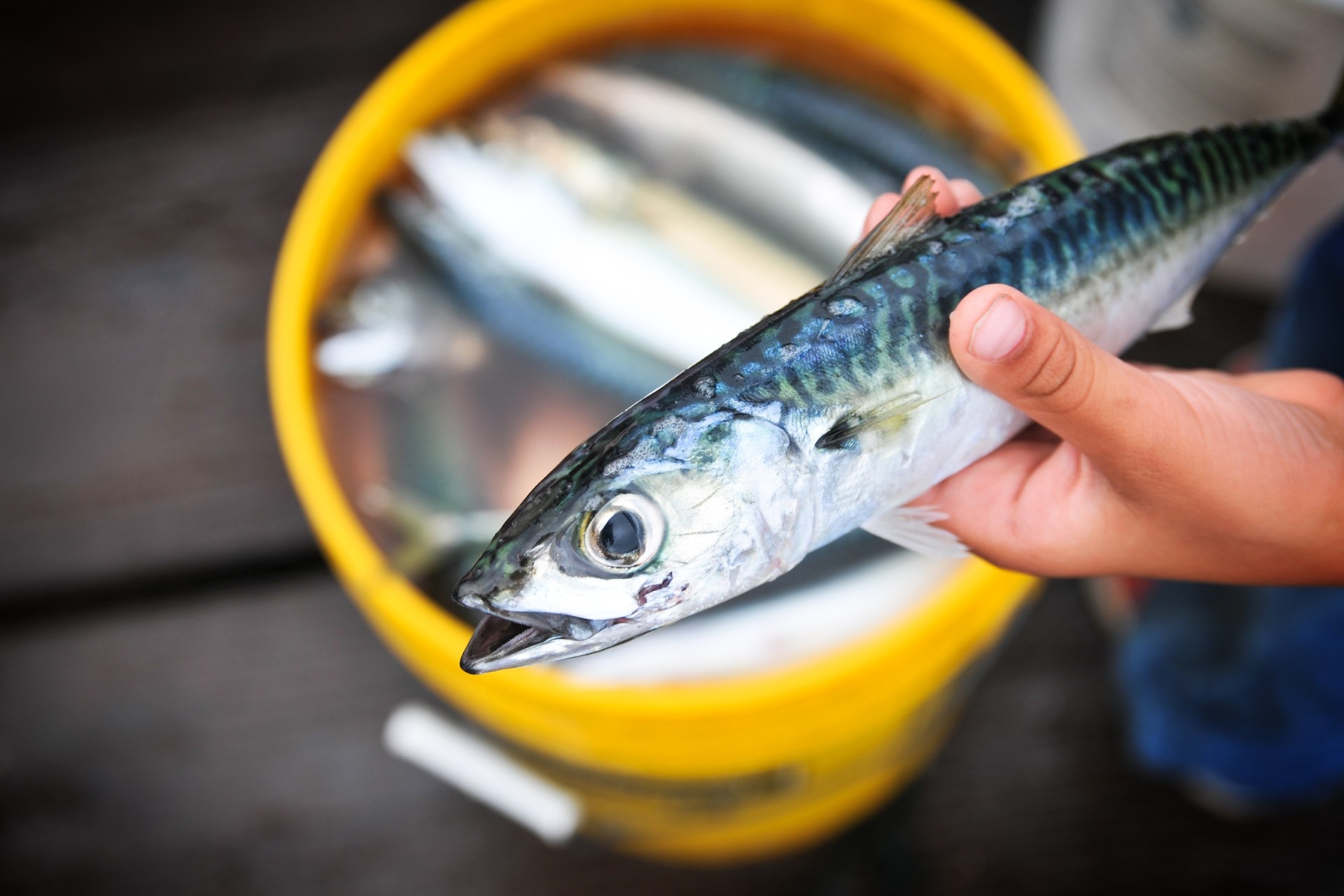 pescados-azules-beneficios