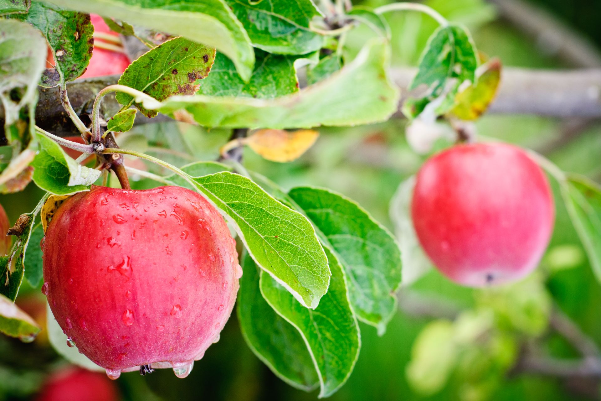 frutas-verduras-noviembre-manzana