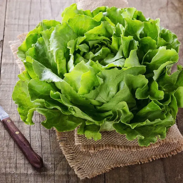 butter-lettuce