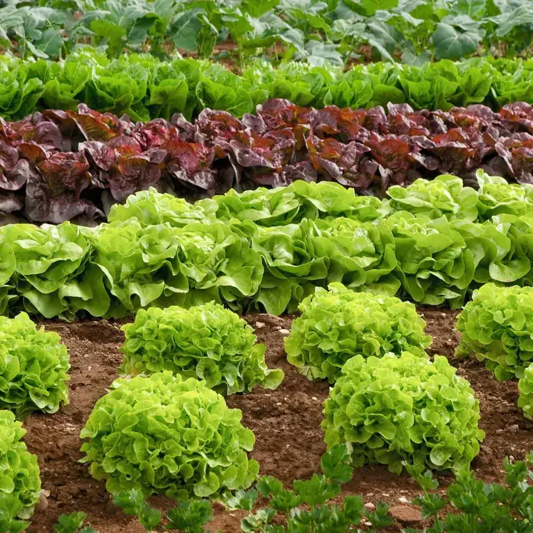 butter-lettuce-varieties