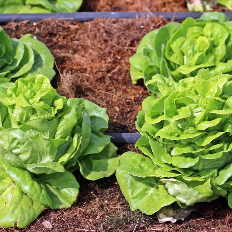 butter-lettuce-what-is