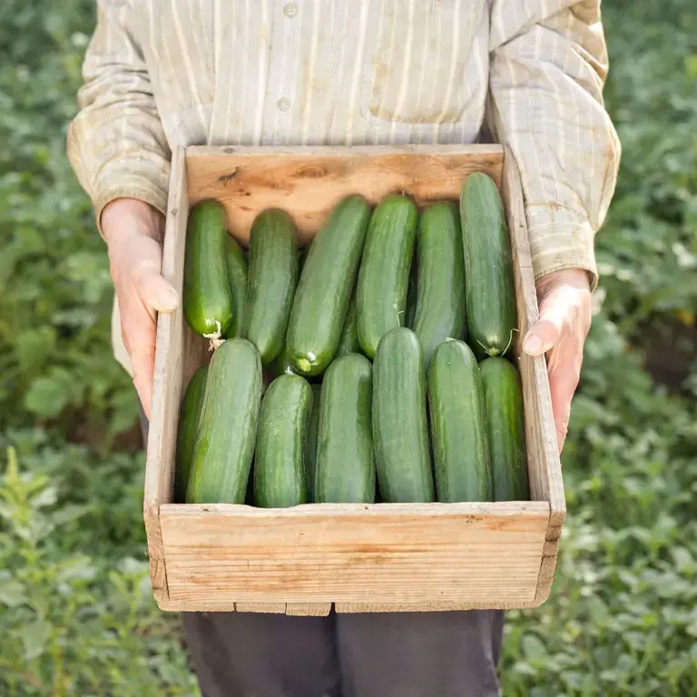 persian-cucumbers-what-is