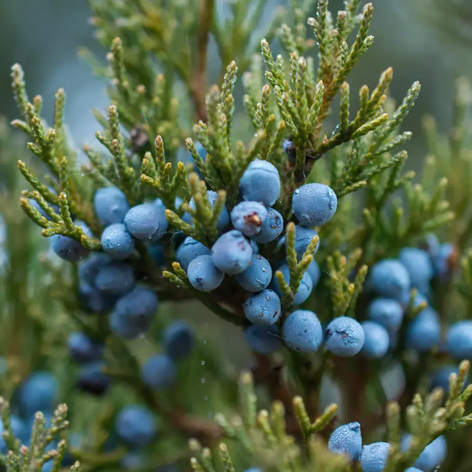 Juniper berries.