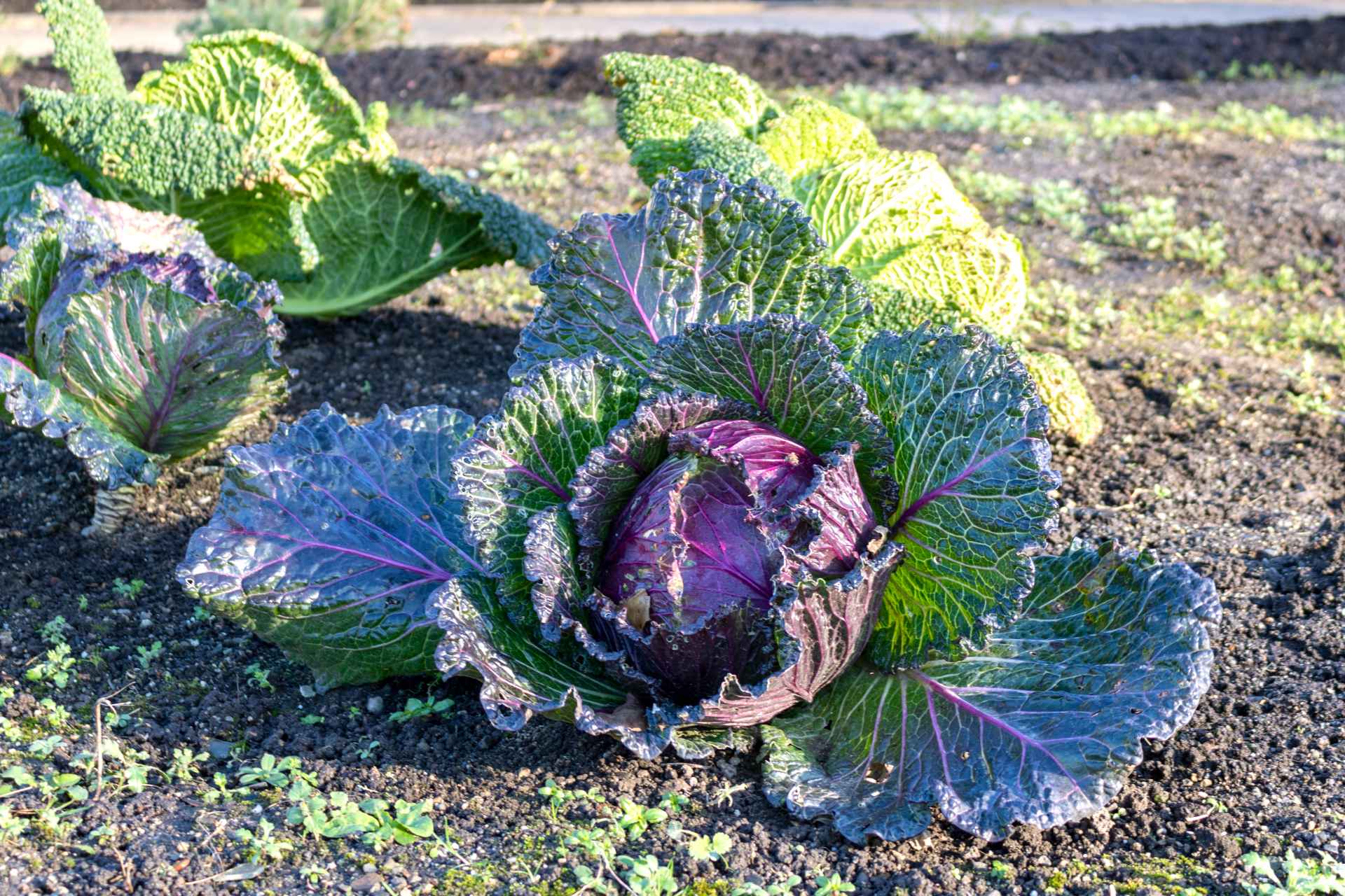 cabbage-varieties-january-king-cabbage