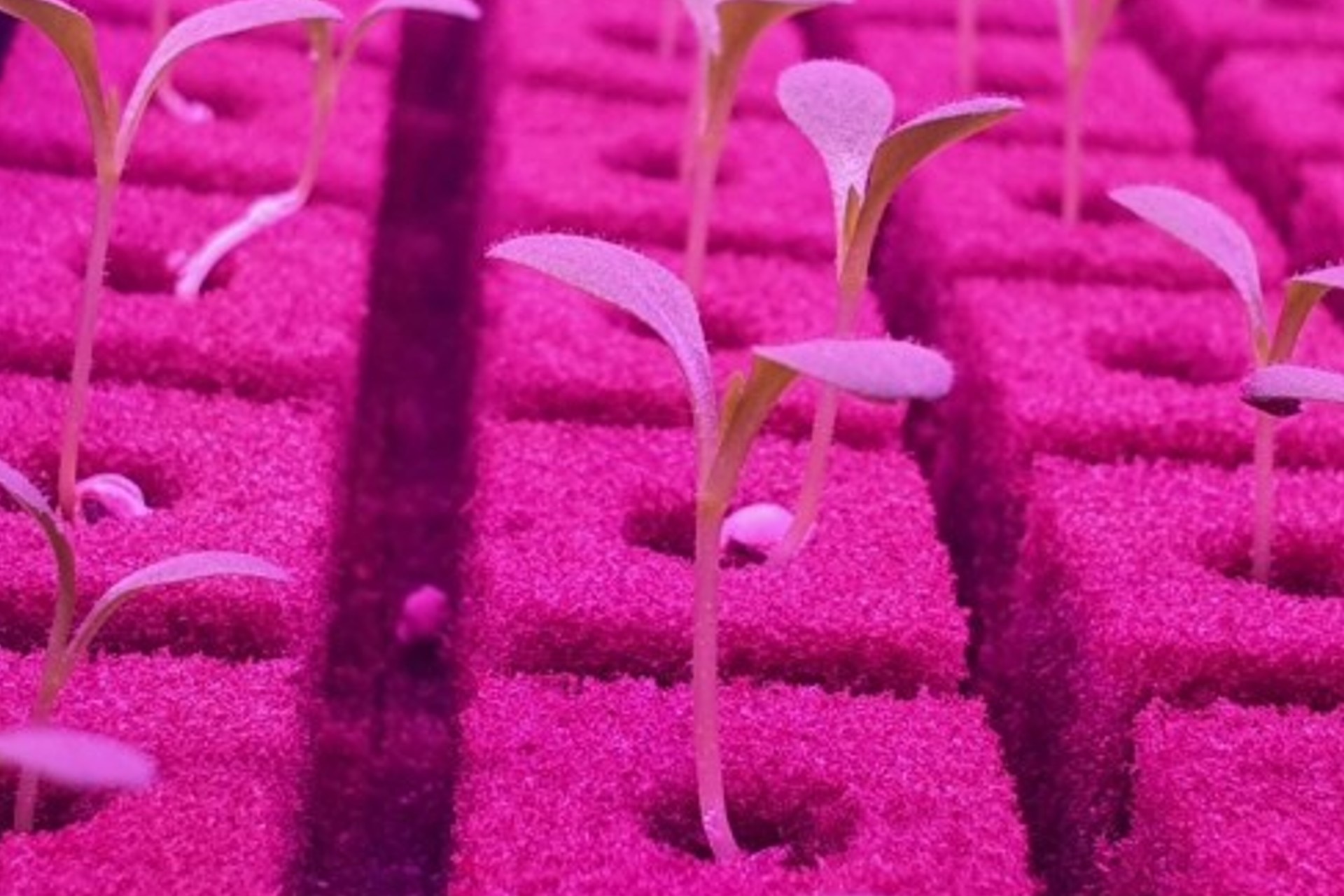 Bustanica seedlings in vertical farm