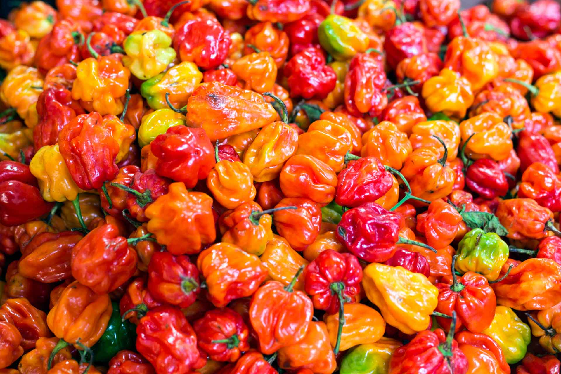 A colourful display of habanero peppers