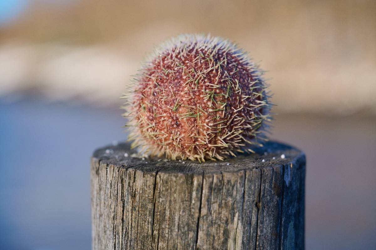 A sea urchin inspiring the shape of Iris restaurant.