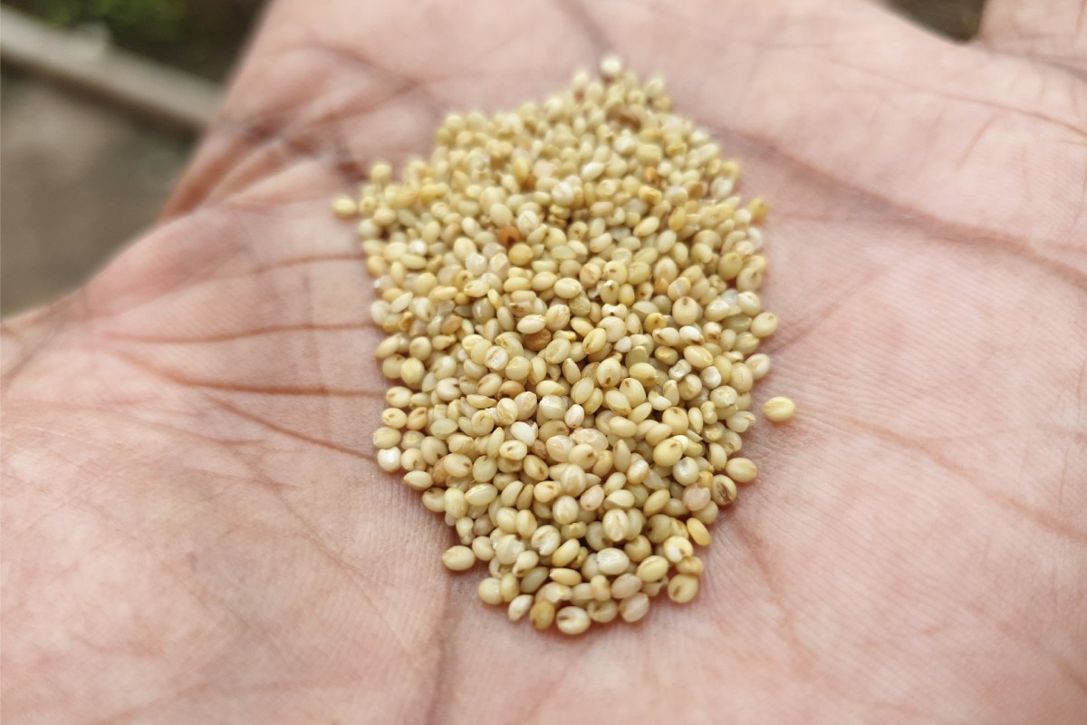 A man with seeds of Browntop kind of millet 