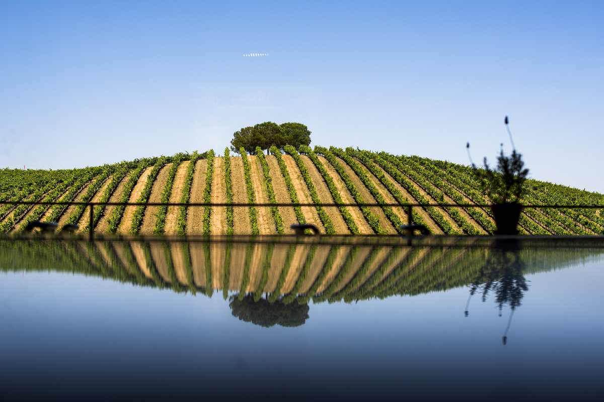 A vineyard in Alentejo, an underrated wine region.