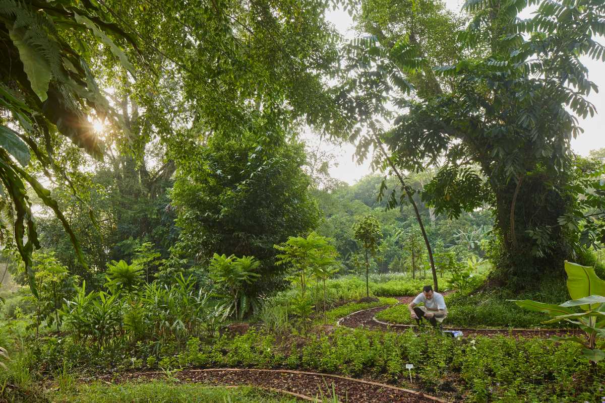 The garden at Air in Singapore.