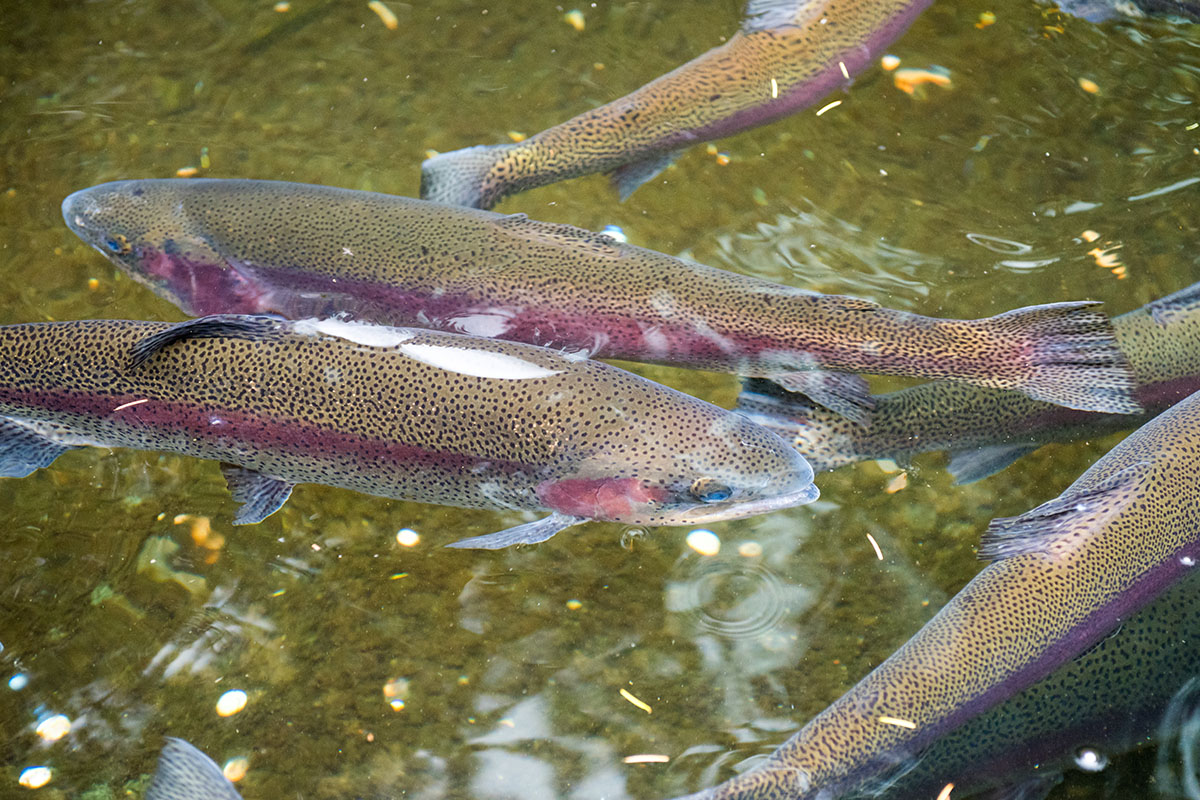 Rainbow trout.