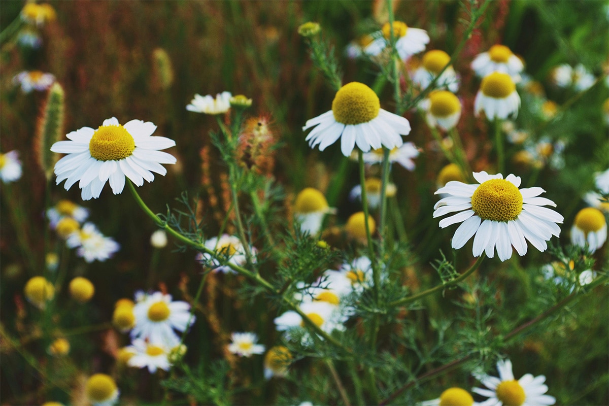 Chamomile flowers.