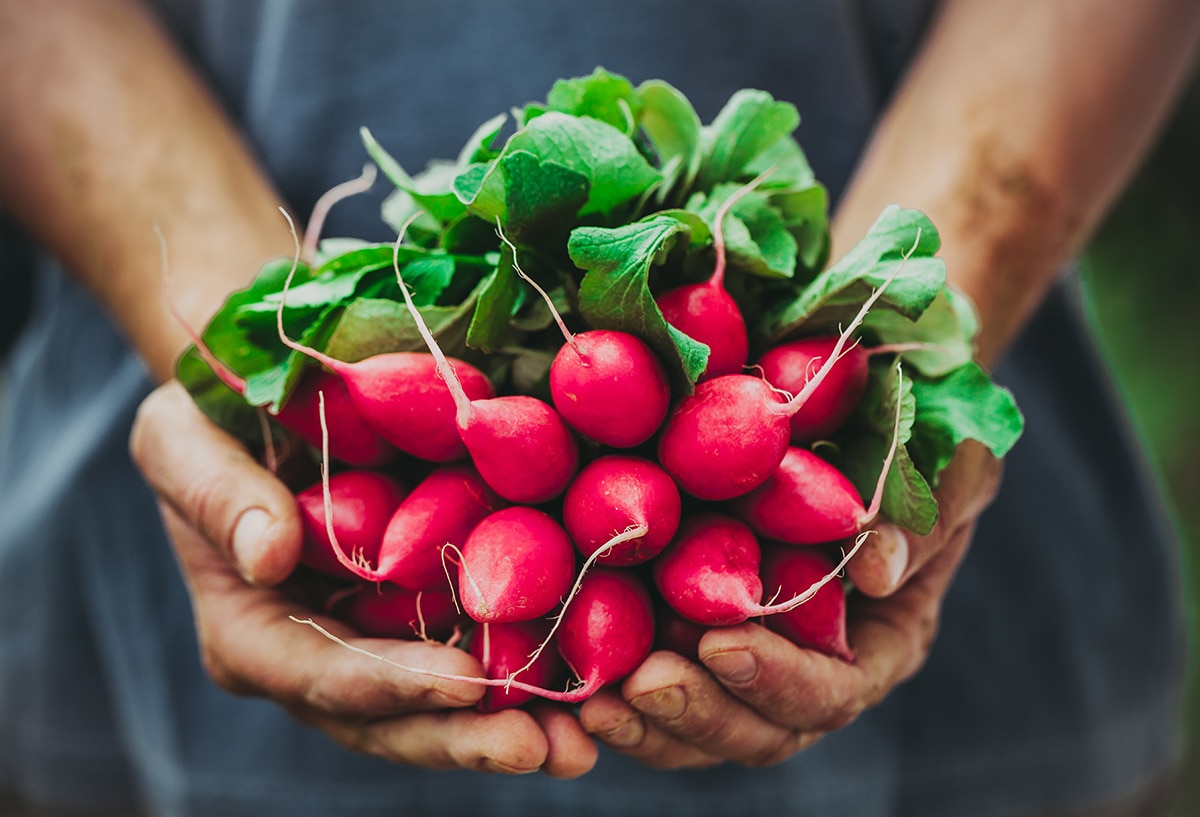 Radishes.