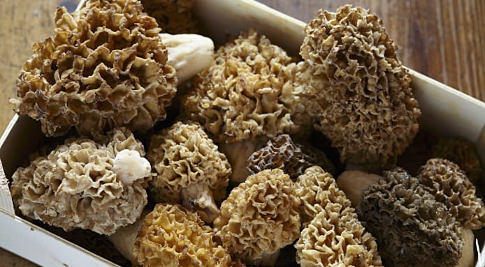 How To Cook Morel Mushrooms Tips And Tricks Fine Dining Lovers   Original 15396 Morel Mushrooms 