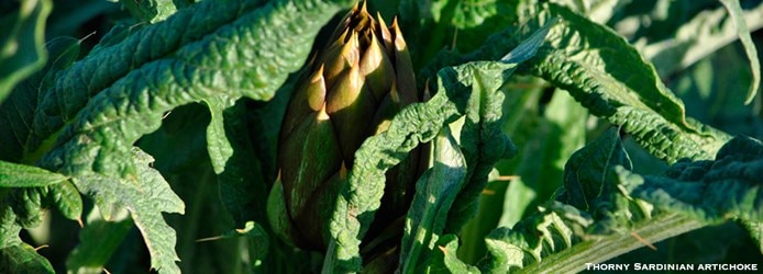 Thorny Sardinian Artichoke