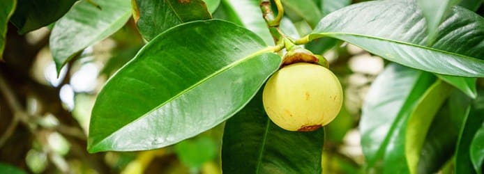 Mangosteen's Leaves