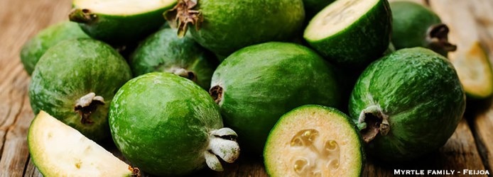 Guava Nutrition Facts | Myrtle family Feijoa