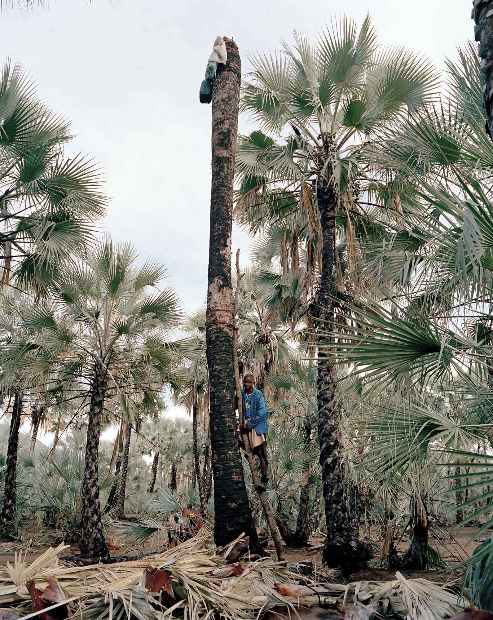 Marupuho Tjiposa, Wine Palm Collector by Kyle Weeks