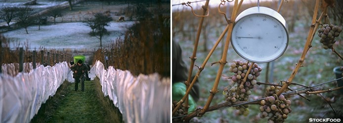 Ice wine harvest