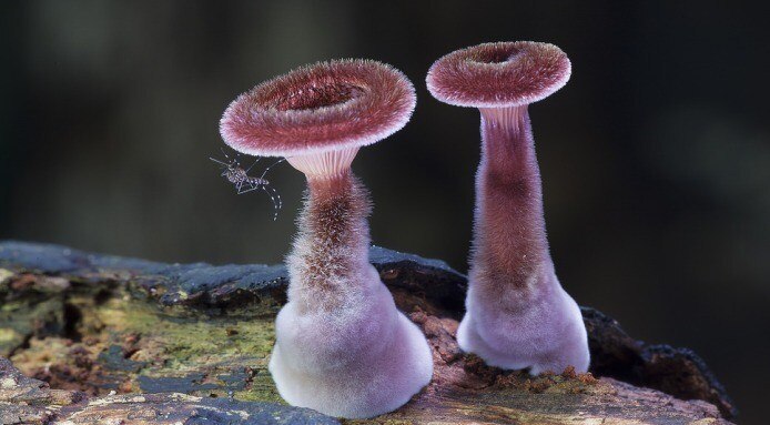 Fungi | 2