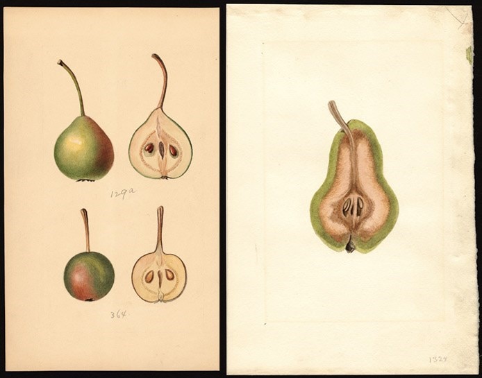 original_pear