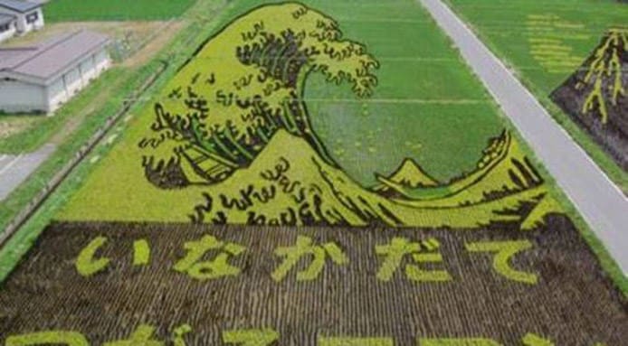 rice-art-growing-5