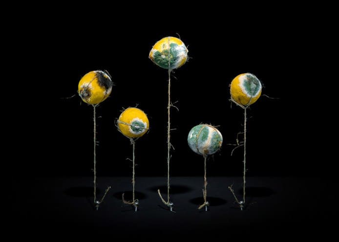 Food Art From Waste | Lemons