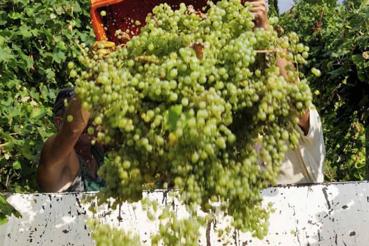 Wine Tasting: The Grape Harvest